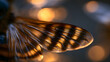 © Davy - Bee wings macro photograph with intricate patterns and delicate natural structure detail