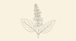 © alva studio - Floral illustration of a basil plant in a minimalist line art style