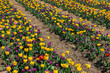 © MAXSHOT_PL - Vibrant Yellow and Purple Tulip Rows