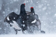 © NaturePL - Two Black grouse (Lyrurus tetrix) males fighting in blizzard at courtship lek, Finland. April.