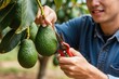 © Maryna - Man farmer cuts ripe avocados from tree branch with secateurs. He smiles while harvesting fresh green fruit on sunny day. Healthy food cultivation on farm.