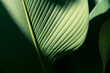 © pernsanitfoto - Luxury of Palm leaf with dramatic sunlight, Tropical foliage pattern in deep teal and emerald tones with elegant shadows.