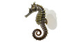 © James - Detailed seahorse with delicate white coral, isolated on transparent background