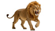 © Natalia - Fierce male lion roaring with open mouth and visible teeth