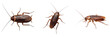 © trophyman - Set and collection of brown cockroach insect isolated on white background