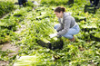 © JackF - Young woman manually harvests celery in the industrial production of vegetables and herbs, she checks the quality of the crop