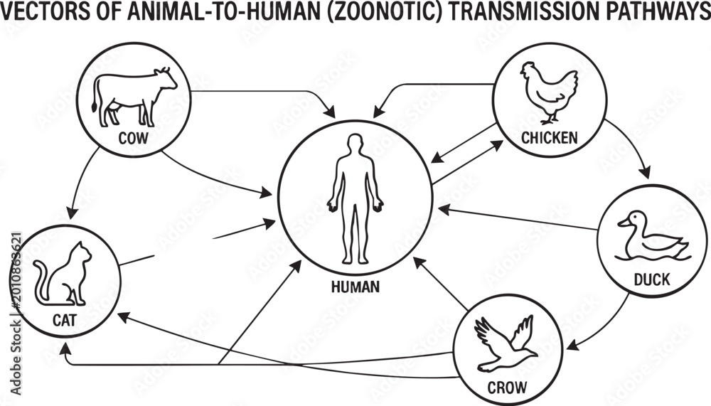 Zoonotic disease transmission infographic showing pathways of infection ...
