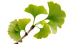 © Mia - Vibrant green ginkgo biloba leaves on a branch, isolated on transparent background