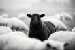© Ekaterina - Black sheep standing in the middle of a white flock in a meadow. Metaphorical concept of individual standing out from the crowd or being different. Diversity and uniqueness theme.