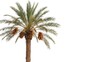 © mian - tall date palm tree with green fronds against clear sky in bright daylight