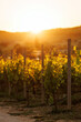 © 9parusnikov - Vineyard rows at sunset with golden light and hills