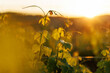 © 9parusnikov - Close up of delicate grapevine tendril against a sunset sky