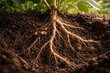 © The 2R Artificiality - Soybean roots actively exploring underground soil interactions for development