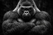 © pngking - Monochrome portrait of a strong silverback gorilla with fierce expression and crossed arms
