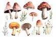 © Kristina - Different types of mushrooms painted on a white background with green plants around them