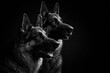 © Giovanni - artistic low key black and white studio shot of two german shepherd dog profiles