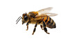 © Mahveen - A detailed close-up of a honey bee with yellow and black striped abdomen, translucent wings, and hairy body isolated on a solid black background