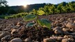 © Gulnaz - Sunlight shines over a young plant emerging from rocky soil