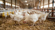 © Baskara - boilers chicken farm