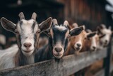 domestic goats portrait in farm environment with shallow depth of field and soft light, livestock farming, rural agriculture concept