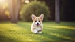© Siti - Adorable playful puppy running on lush green grass in park during golden hour with trees in background perfect for pet lovers and outdoor activities