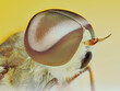 © MinhLieng - Extreme macro portrait of a Horsefly head with detailed compound eyes