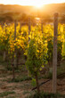 © 9parusnikov - Grape vine on a trellis during golden hour sunset