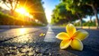 © Perjaka - Single yellow frangipani flower lying on asphalt road with sunflare and trees, tranquil morning light, serene atmosphere