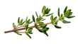 © Sean - Fresh green thyme sprig with tiny leaves, isolated on transparent background