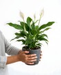 © Banstanks - Woman holding potted peace lily plant against white background
