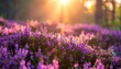 © sua - Sunlit purple heather field