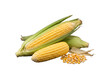 © Sarah - Fresh sweet corn cobs with green husks and golden kernels, arranged on a transparent background, showcasing harvest.