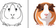 © Ajit - Guinea pig illustration set line art and full color vector graphics for children's design