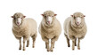 © Oisin - Isolated three domestic sheep standing together, fluffy farm animals with thick wool looking at camera