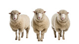 Isolated three domestic sheep standing together, fluffy farm animals with thick wool looking at camera