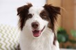 © New Africa - Portrait of cute Border Collie dog at home