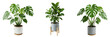 © Dimitri G - Lush Green Fiddle Leaf Fig Tree in a Modern Pot Isolated on White Background - Trendy Indoor Houseplant for Interior Design Rendering, Office Decor, and Nature Graphic Assets