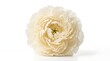 © firma - Beautiful White Rose Close-up View.