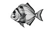 © Fahima - Detailed black and white sketch of a sea bream fish with its distinctive round body and striped patterns on a white background.