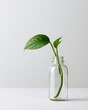 © Chandlerlikes - Simple composition of glass jar and plant on one side with empty background, sstkgreen