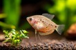 © Khairil - Elegant Gourami Fish in Full Profile Showcasing Intricate Fin Details and Graceful Movements