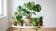 © Riya - Variety of potted houseplants displayed on white table near window