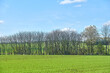 © peopleimages.com - Trees, field and blue sky with nature, growth and countryside for landscape background and outdoor. Early spring season, environment and empty land with eco friendly, sustainable and mockup space