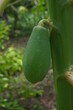 © Sam - Papaya verde aún en crecimiento colgando del árbol en un ambiente tropical, rodeada de hojas naturales y luz del día. Fruta inmadura fresca cultivada en clima cálido, ideal para conceptos de agricultu