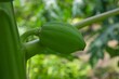 © Sam - Papaya verde aún en crecimiento colgando del árbol en un ambiente tropical, rodeada de hojas naturales y luz del día. Fruta inmadura fresca cultivada en clima cálido, ideal para conceptos de agricultu