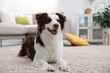 © New Africa - Cute Border Collie dog on floor at home. Space for text