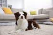 © New Africa - Cute Border Collie dog on floor at home. Space for text