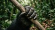 © musa - Close-up of a gorillas hand gripping a wooden branch in a lush green forest setting.