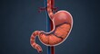 © Wallo - Human stomach anatomy medical illustration.