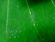 © Fajar - Taro Leaves in the Rainforest, these are taro leaves exposed to sunlight, it rained a little earlier, the leaves have water droplets
